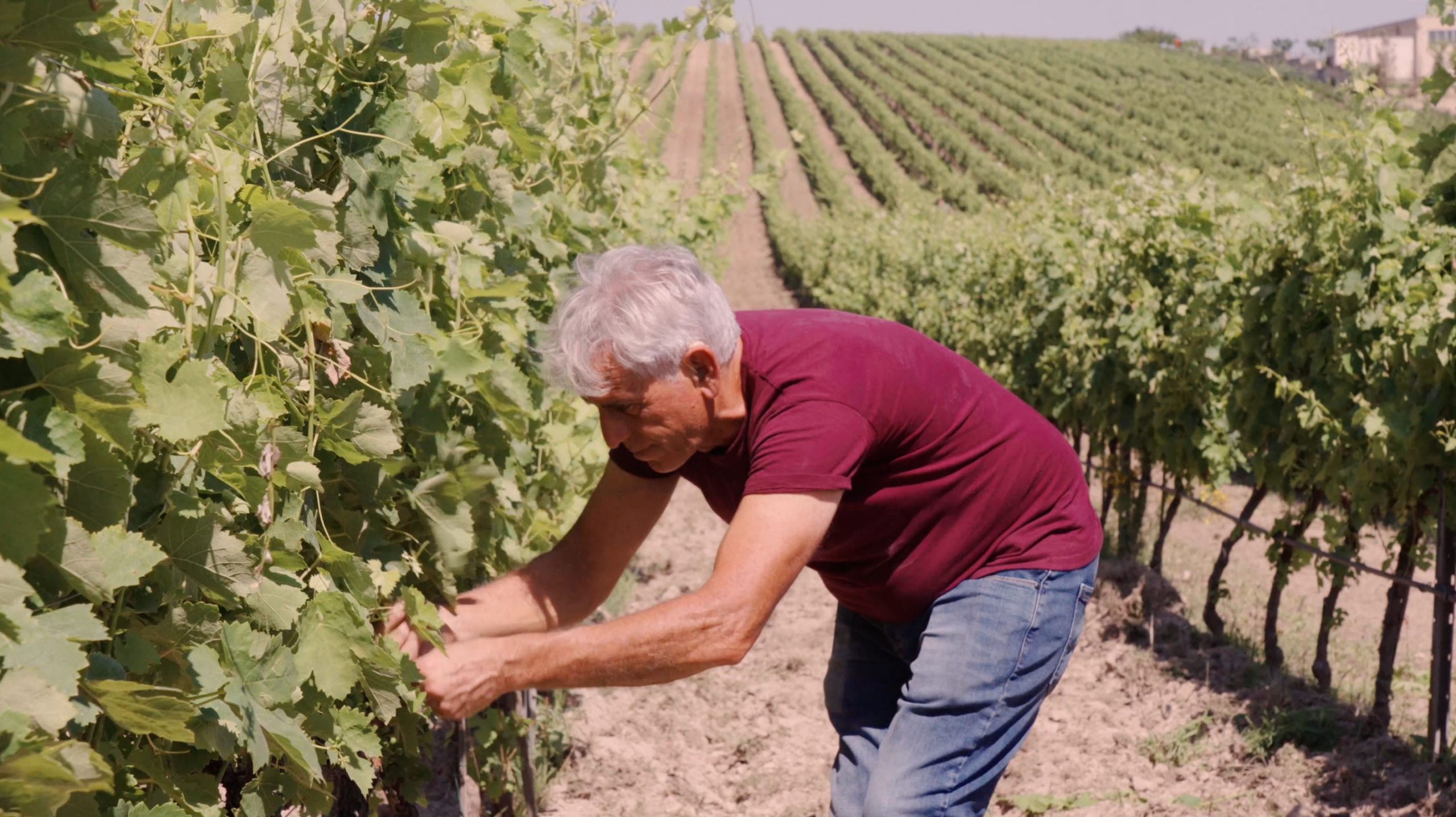 tenuta tormaresca