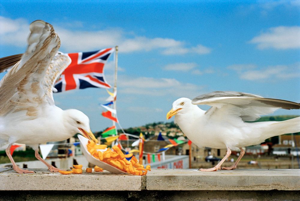 Martin Parr